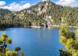 Llivia Forest